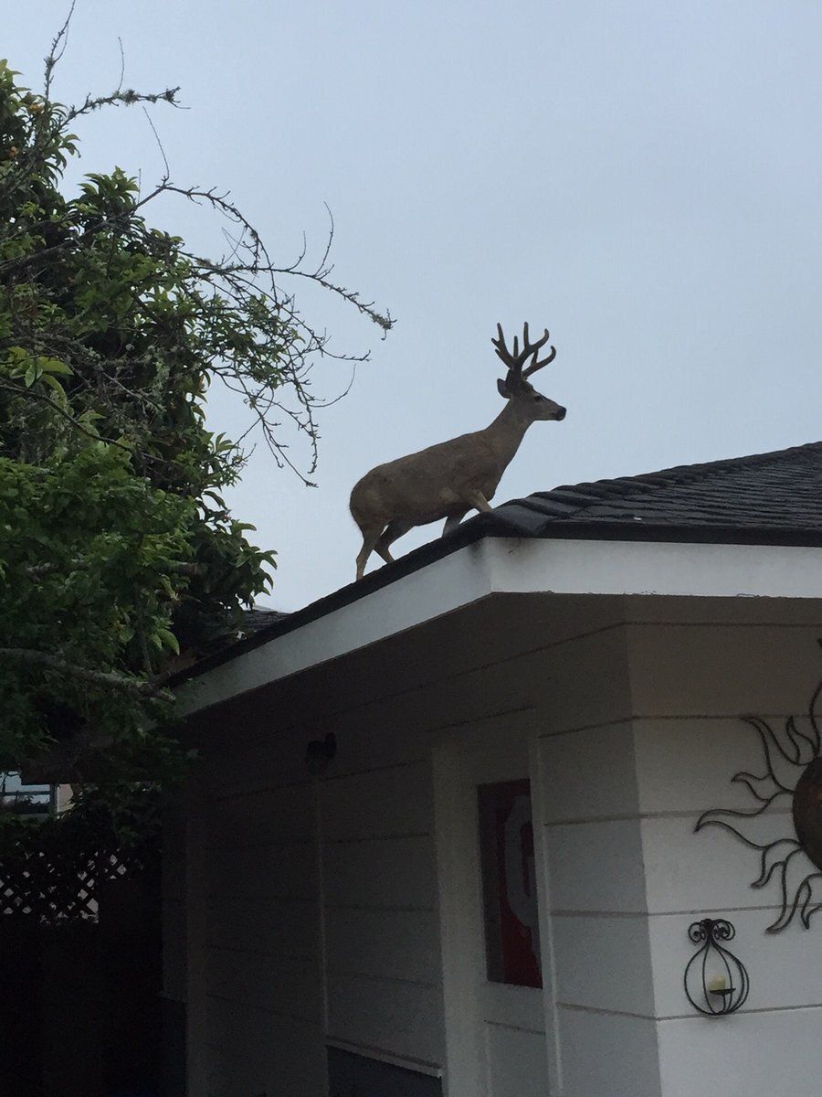 (CHECK PINNED) Deer in Places they Shouldn't Be tweet media
