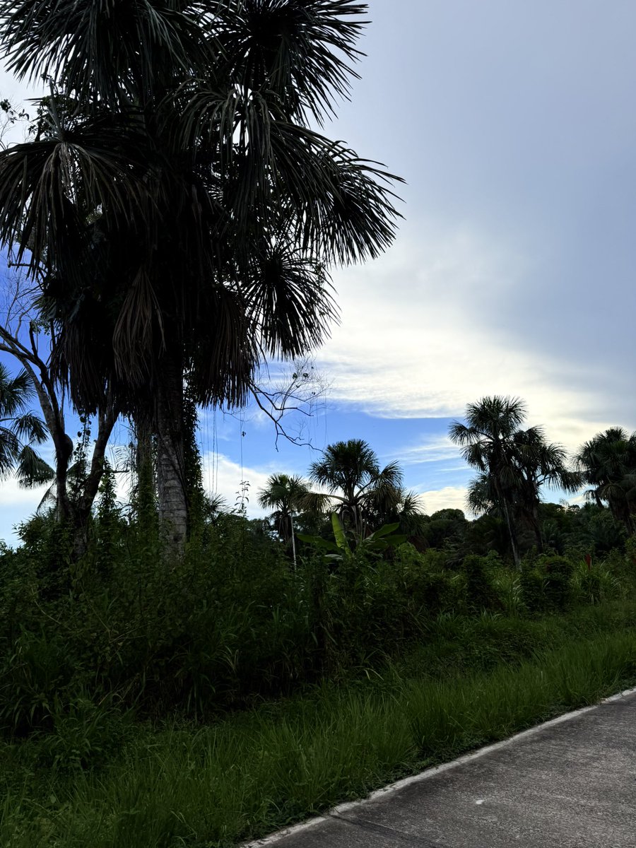 abarbituric's tweet photo. Main Chararter en Moto Ajena Energy 🌴🐽❤️‍🔥 https://t.co/FoR05irZ4k
