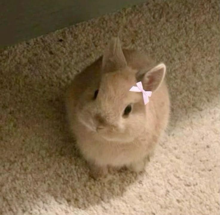 thepopularanimals tweet media