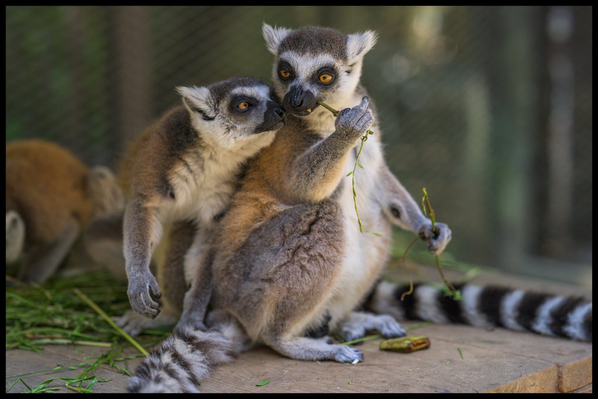 hiro_capy_ooo's tweet photo. 「近い近いって・・・」
そんなに見つめてもあげないよ。
#Lemur #ワオキツネザル #サユリワールド https://t.co/yqWQYqxs6f