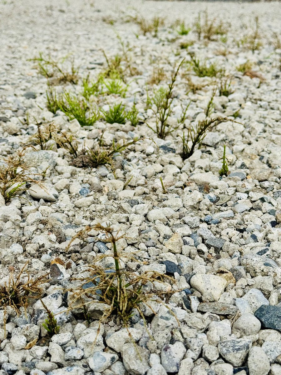 taisdp45's tweet photo. 【朗報】スギナ枯れ始める。今まで散布してきた除草剤が効いていた模様。

生命力すごすぎるから会社名をスゴスギナ株式会社に改名することをよぎったわ…

なお、調べたら生存競争力は弱いので会社名には向いてない模様。

#スギナ
#除草剤
#効いていた模様 https://t.co/2vWEMzQTIT