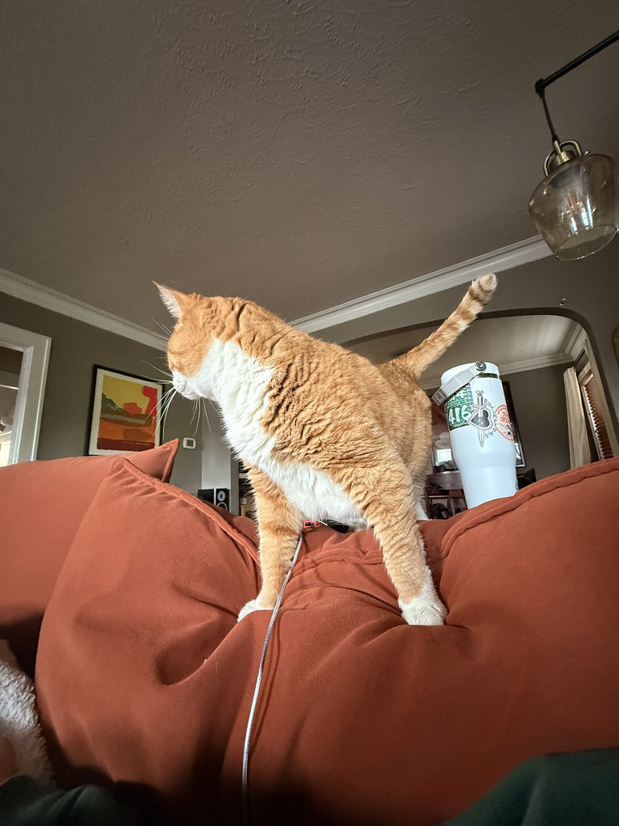 cheddar 🧅 tweet media