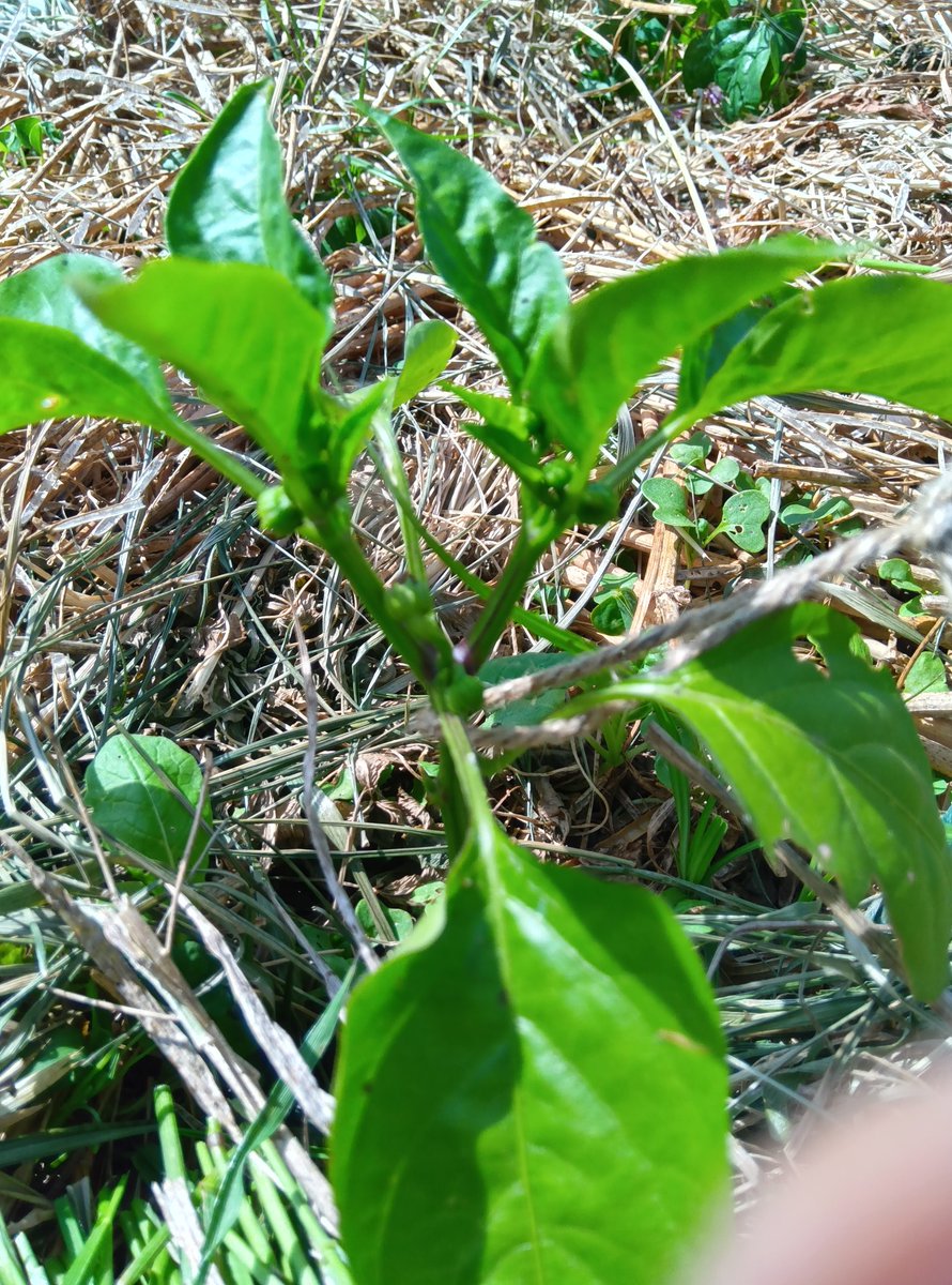 ヨシぞう 畑の問題児🐛🌿🫑🥦 tweet media