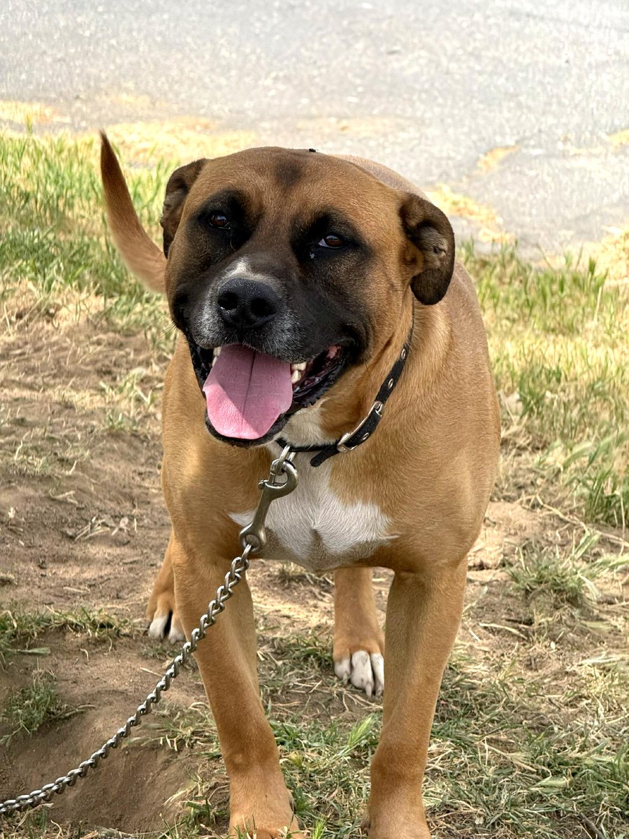 PeninsulaHumane's tweet photo. 🌳 Adoption update on Charlie with is farm friends!

#adopted #adotpionupdate #phsspca https://t.co/wj1xm3Nu6V