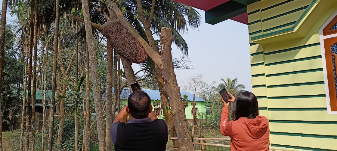 dibarijit's tweet photo. On #WorldBeeDay, remembering beehives we witnessed in 2022 along Mayong–Morigaon Road while travelling with young friends from Assam’s tourism fraternity. I only hope these hives still remain. 

“Bee Together for People and the Planet – A partnership that sustains us all.” https://t.co/KoyXqOoANp