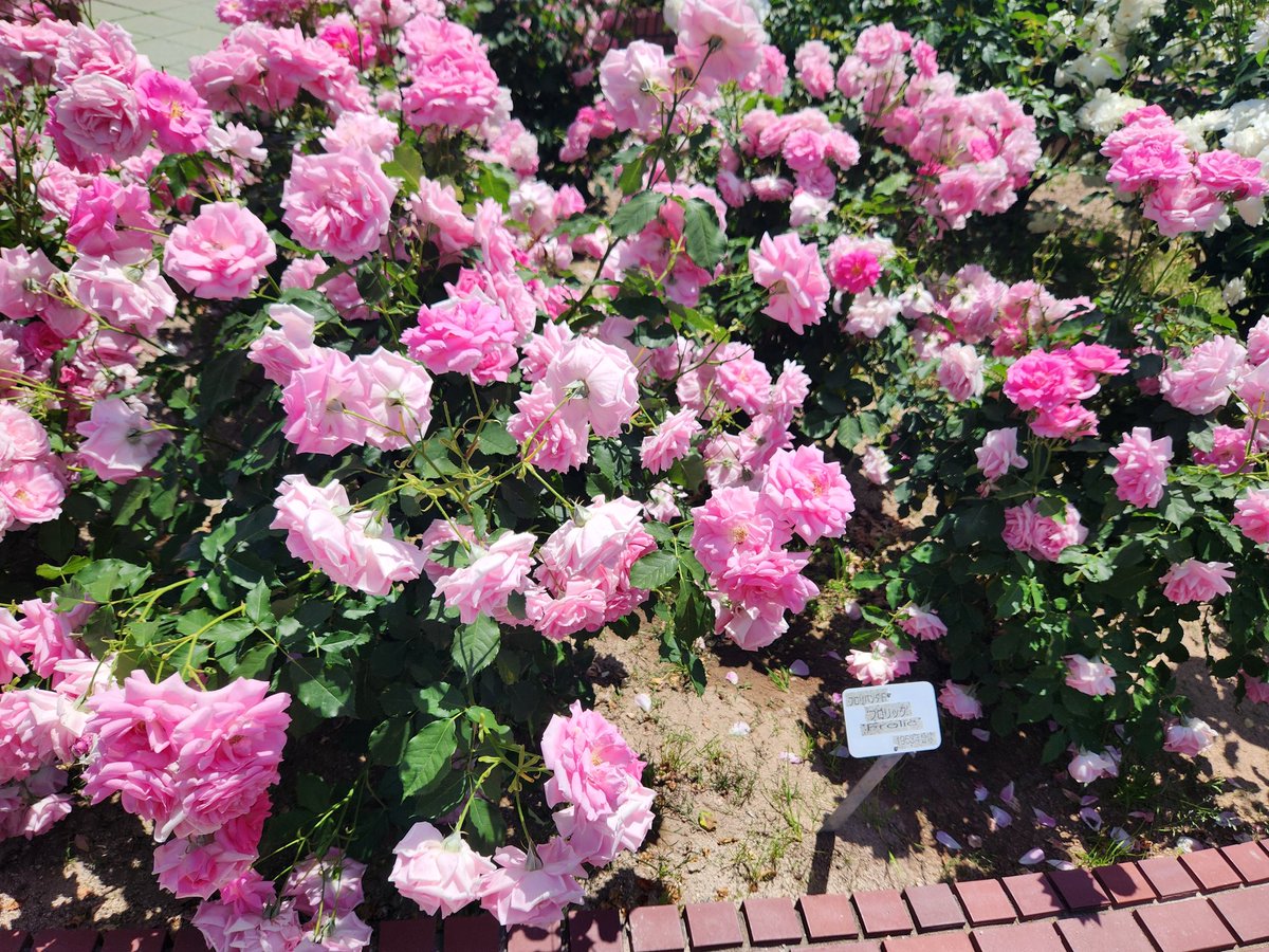 🌼*・ 気まぐれなエミリ嬢 tweet media
