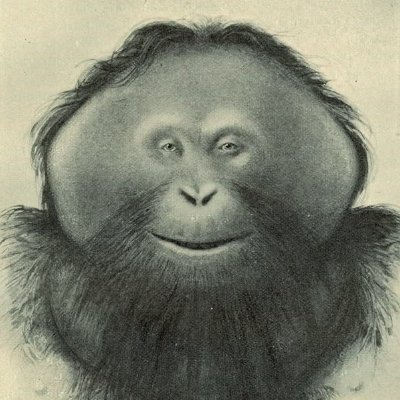 Monkeyteric's tweet photo. “banana?”

“yes banana”

“banana”

“banana” https://t.co/ioStIwdrME