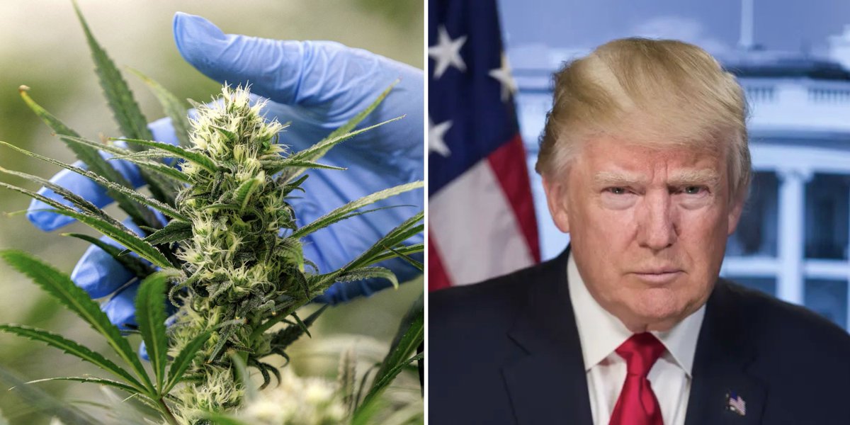 STONERS R US 🍃 tweet media