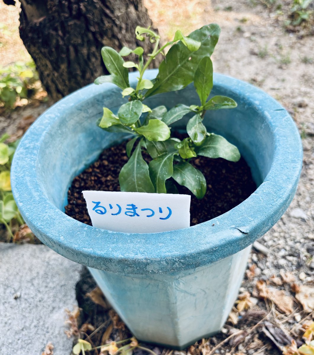 クマミ tweet media