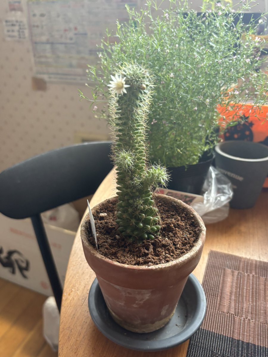 TERUDASUKI's tweet photo. こんにちは お久しぶりですぅ(⑉• •⑉)‥♡
サボテン🌵の🌸咲いたよ😃
 #サボテン https://t.co/QfuIWGvJal