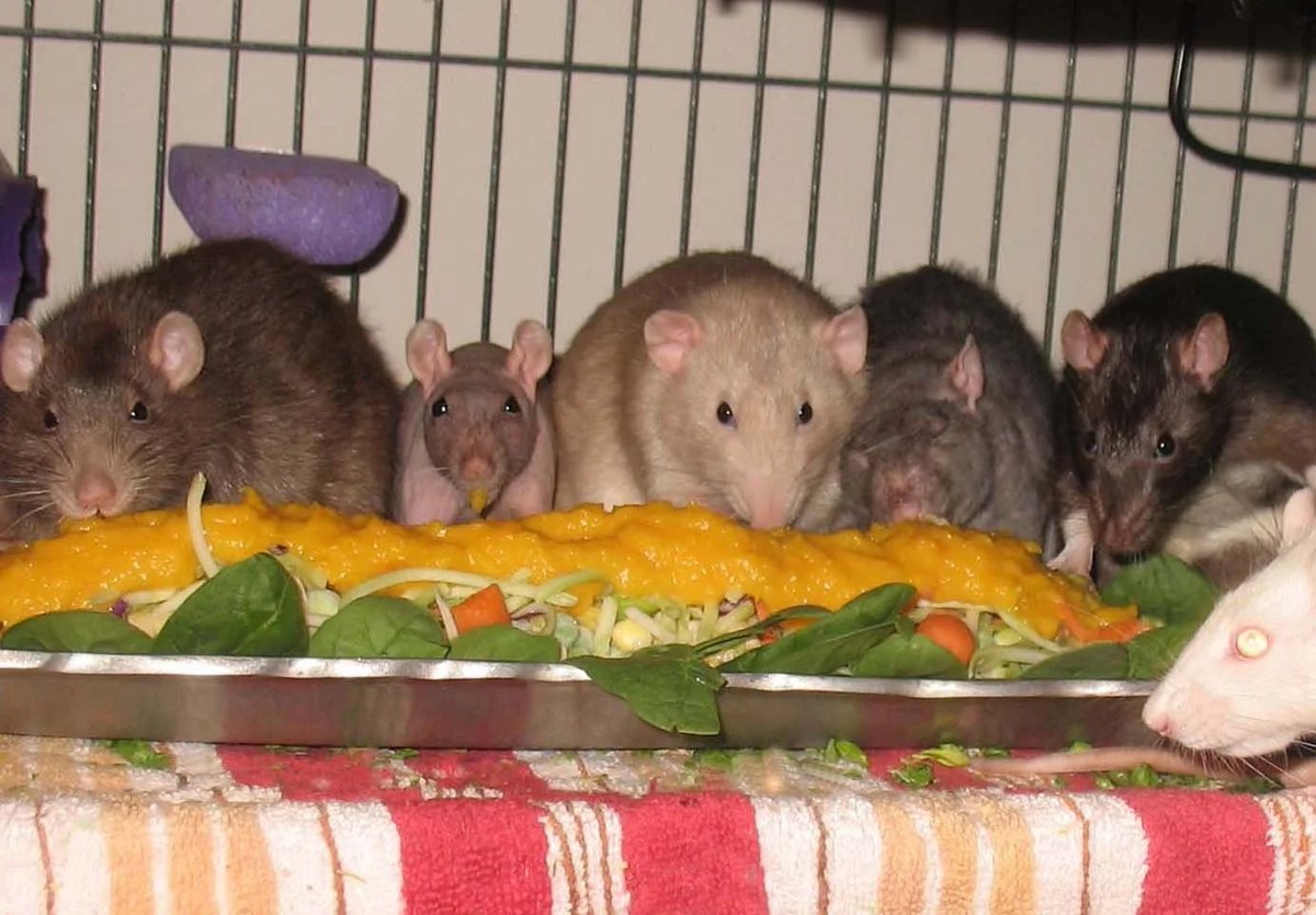 Rats tweet media
