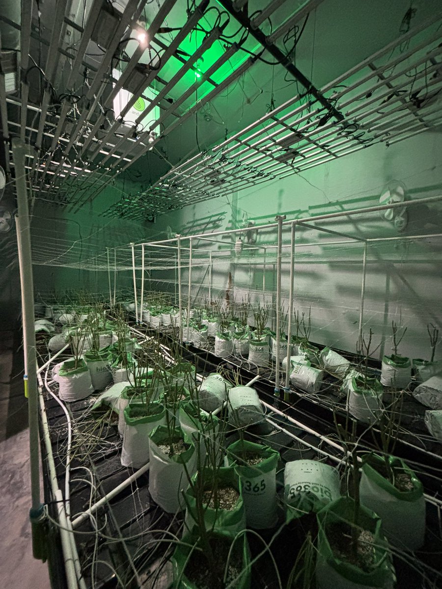 Saltbaggrows tweet media