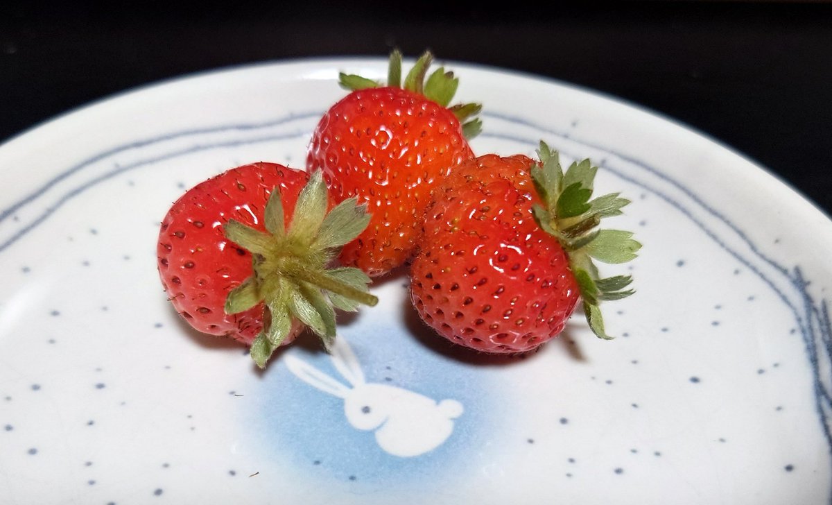 家庭菜園の苺が良い感じ
