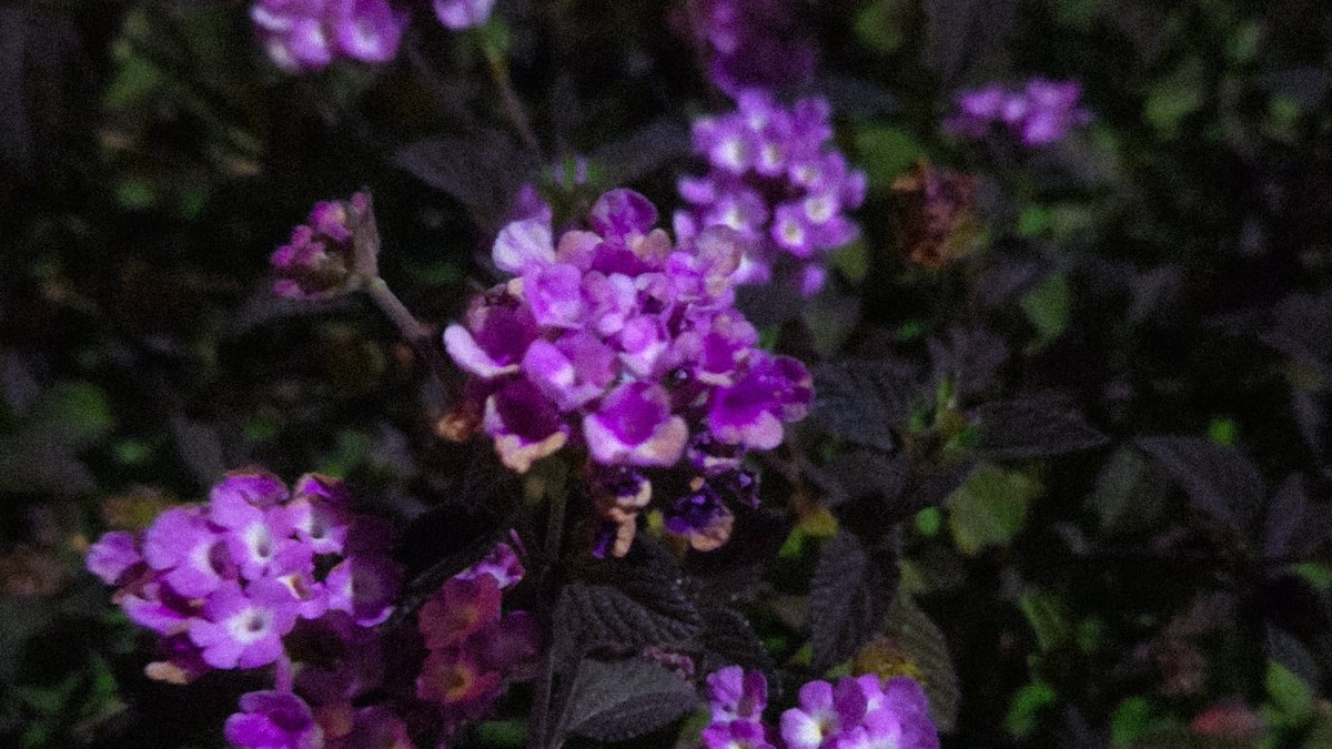 asleepinsomnia's tweet photo. beautiful flowers i saw last night <3 https://t.co/hRvKH9xLXo