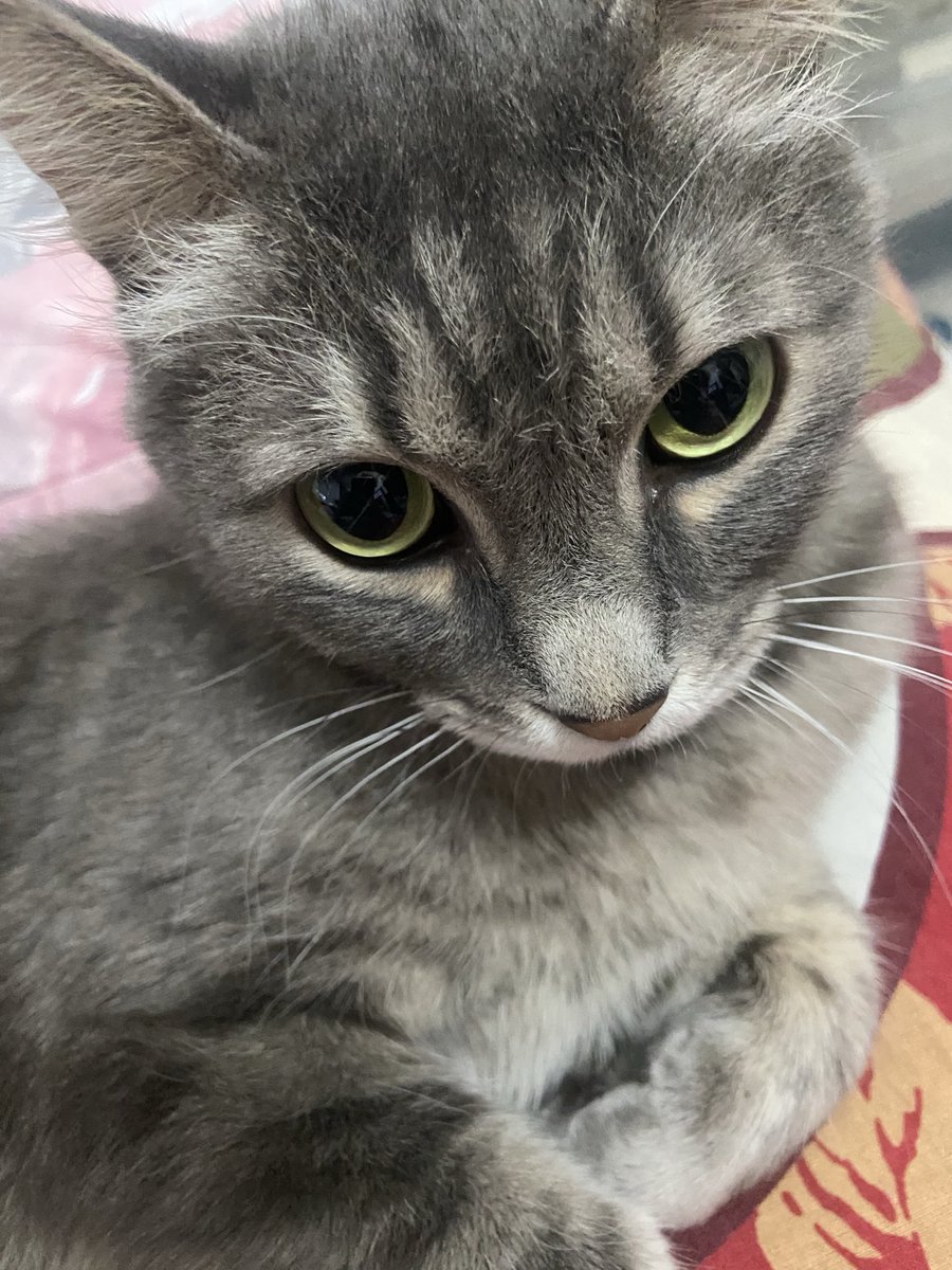 kostyllanos's tweet photo. всем стоит поучится личным границам у моего кота (на самом деле не стоит потому что он считает что личные границы существуют только у него) https://t.co/G2pAxzyhLv