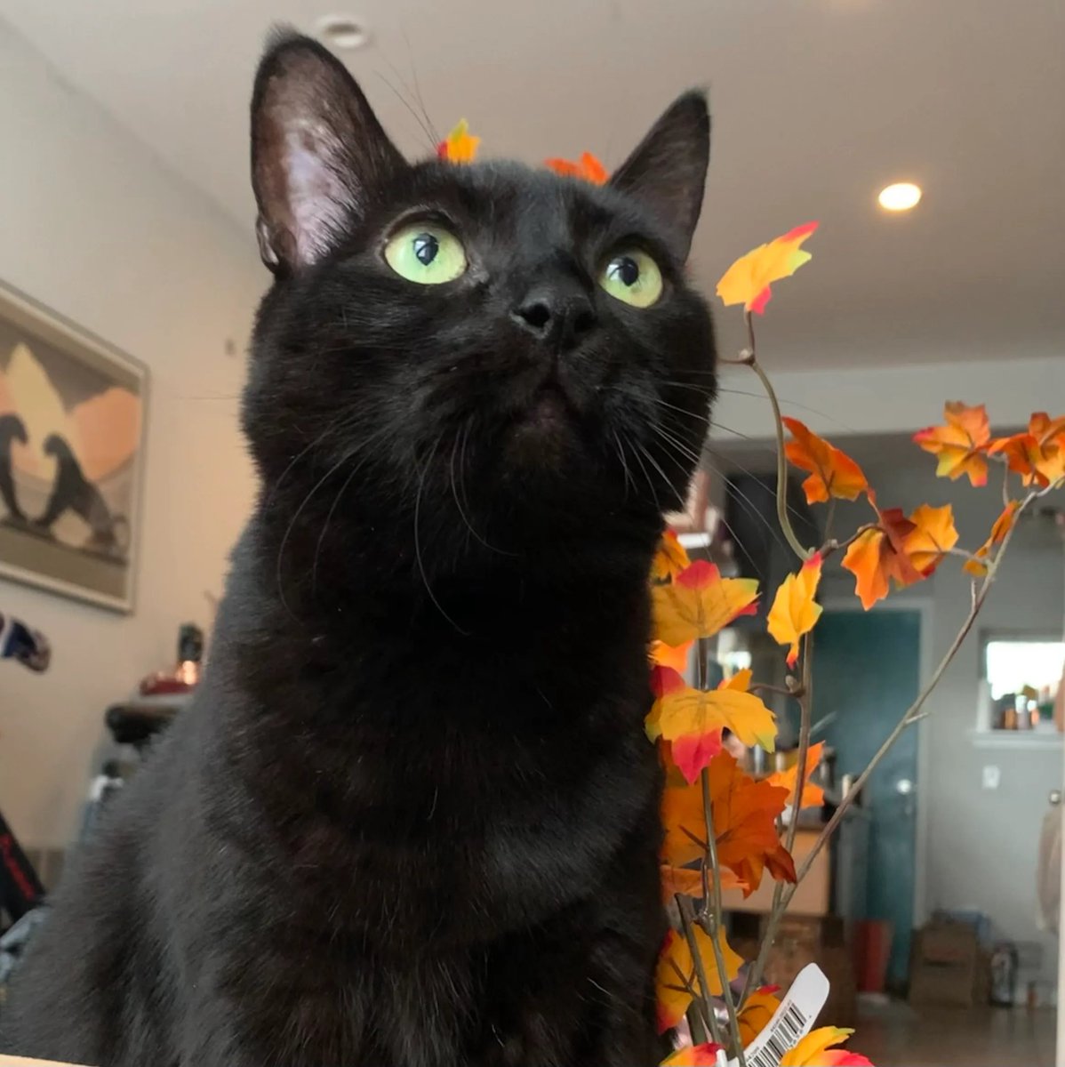 CaityCoopScoops → bsky tweet media