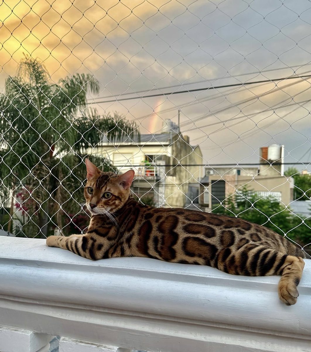 sashaferro's tweet photo. llego mi momento de presumir a mis gatos💋😍 https://t.co/PMTzE79Qhf