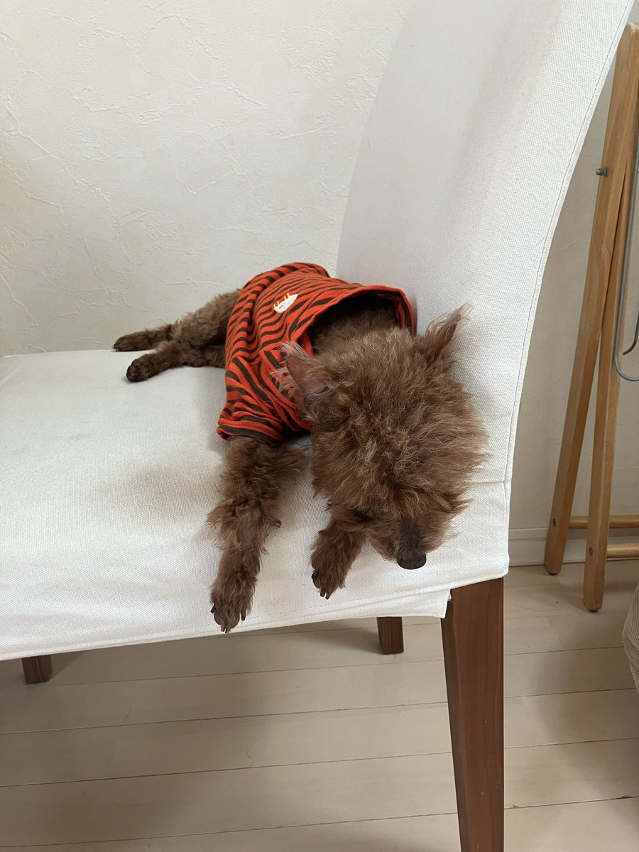 デニッシュ tweet media