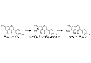 JST_info's tweet photo. 〈プレスリリース〉葛の花のテクトリゲニン生合成を解明～希少な植物原材料を用いず有用成分の大量生産が可能に～
https://t.co/NfMZksAlAs
今後バイオテクノロジーを用いた有用物質の生産向上に貢献すると期待されます。
#JST #科学技術振興機構 #GteX https://t.co/z5ThwCMwKX