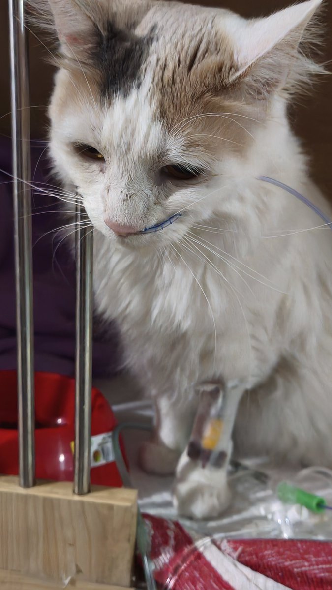 meow_elu's tweet photo. Necesito ampliar mucho mis redes para venta, les agradezco mucho si repostean, le dan like y comparten y obvio mucho mas si se suscriben y compran mi contenido.
No solo tengo a mi gata hospitalizada, mi gato es crónico, tiene higado, riñones y corazon mal y no me está dando https://t.co/OHhWDn0g21
