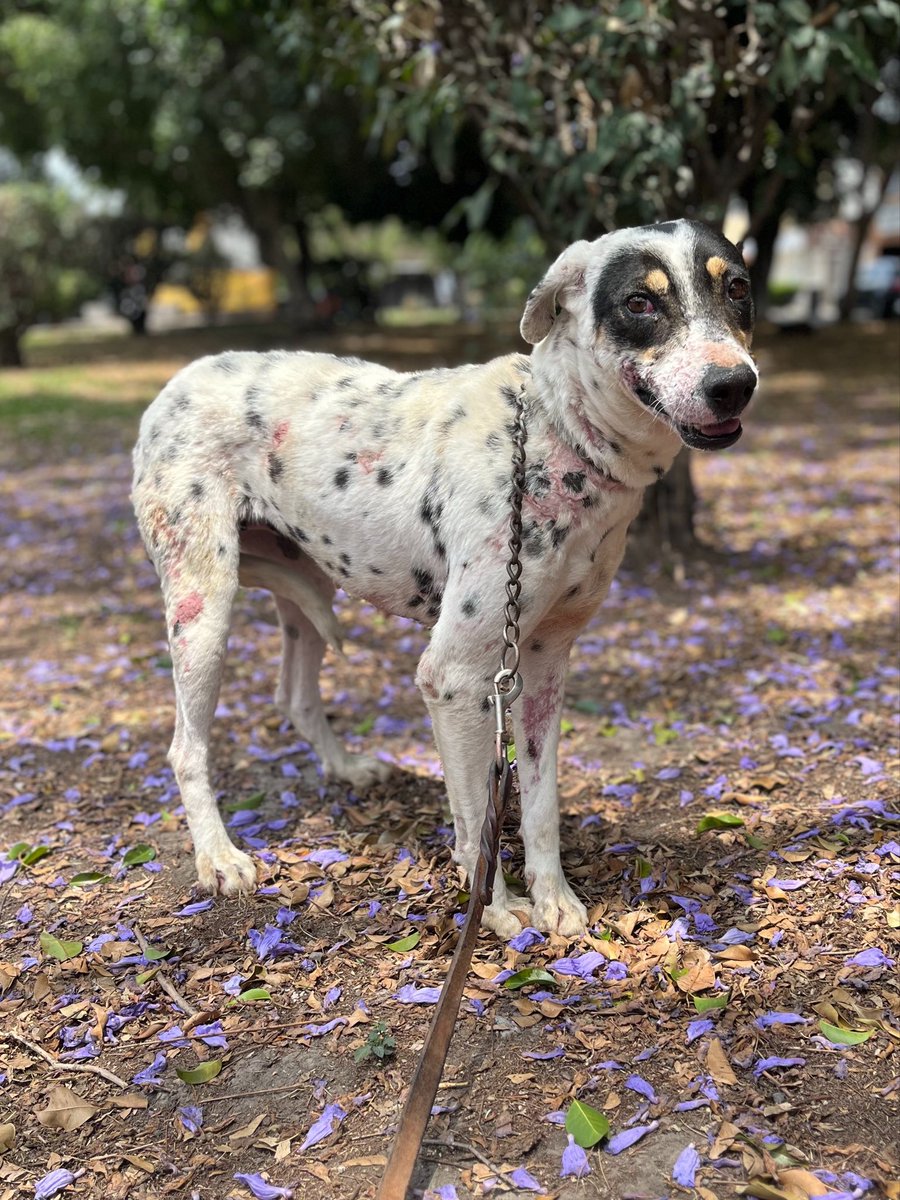 𝙷𝚎𝚕𝚊 𝙼𝚘𝚛𝚎 🐶 tweet media