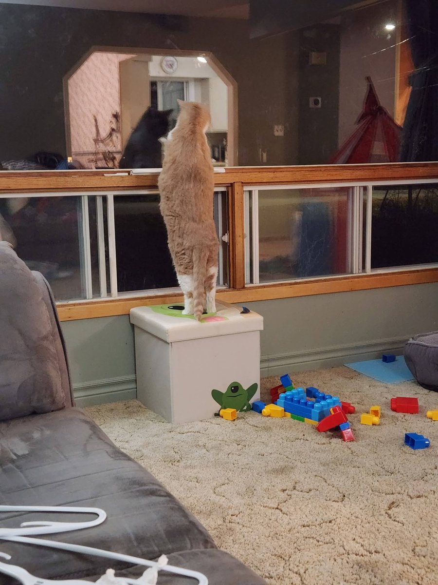 SpyingRyan's tweet photo. We had to say goodbye to Goldie today. He got really sick a month ago, with multiple tests &amp; medications we still don't know what exactly he came down with. Over this past weekend his quality of life depleted tremendously &amp; we had to make the difficult decision to put him down. https://t.co/YpGfQi7zCe
