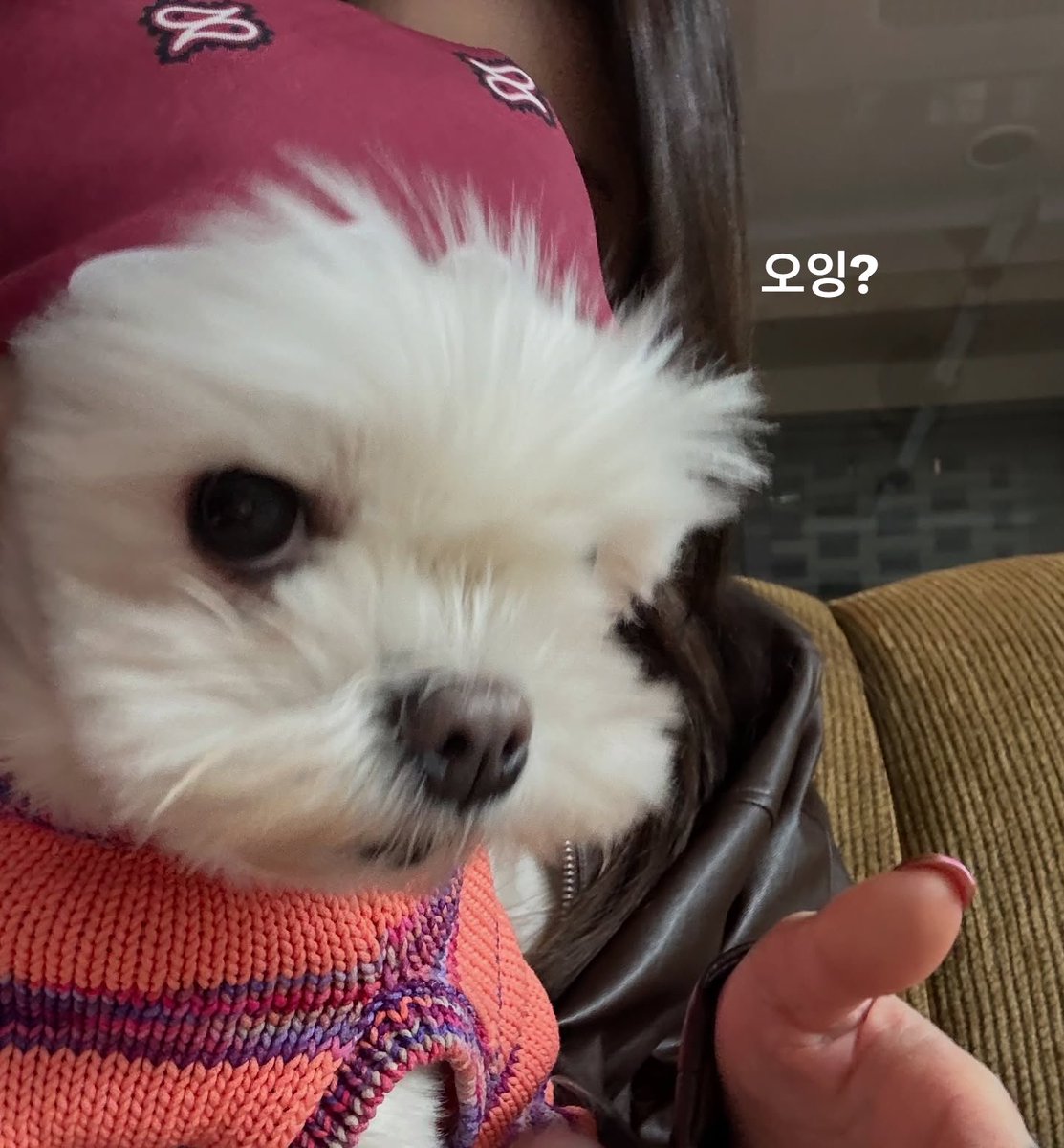 공오 tweet media