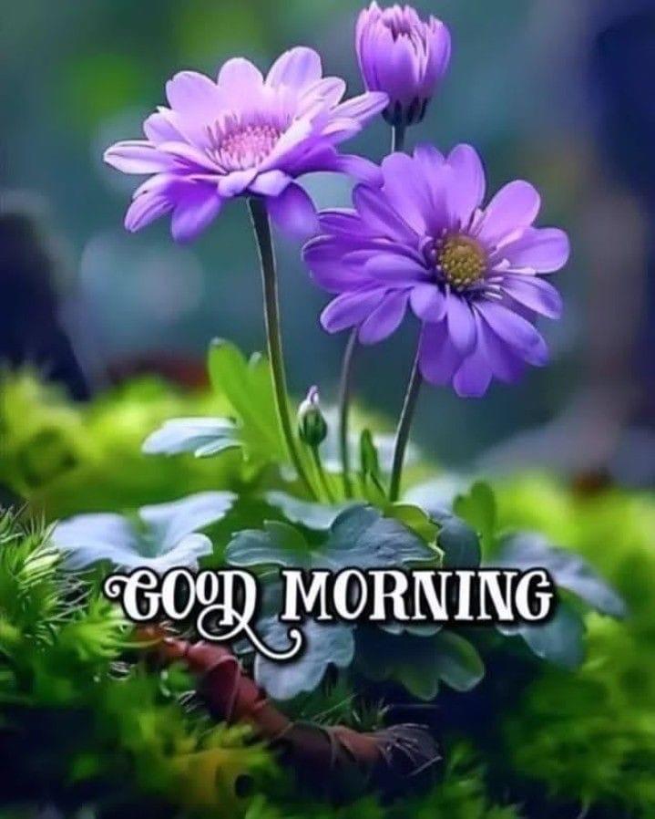 Shail59 tweet media