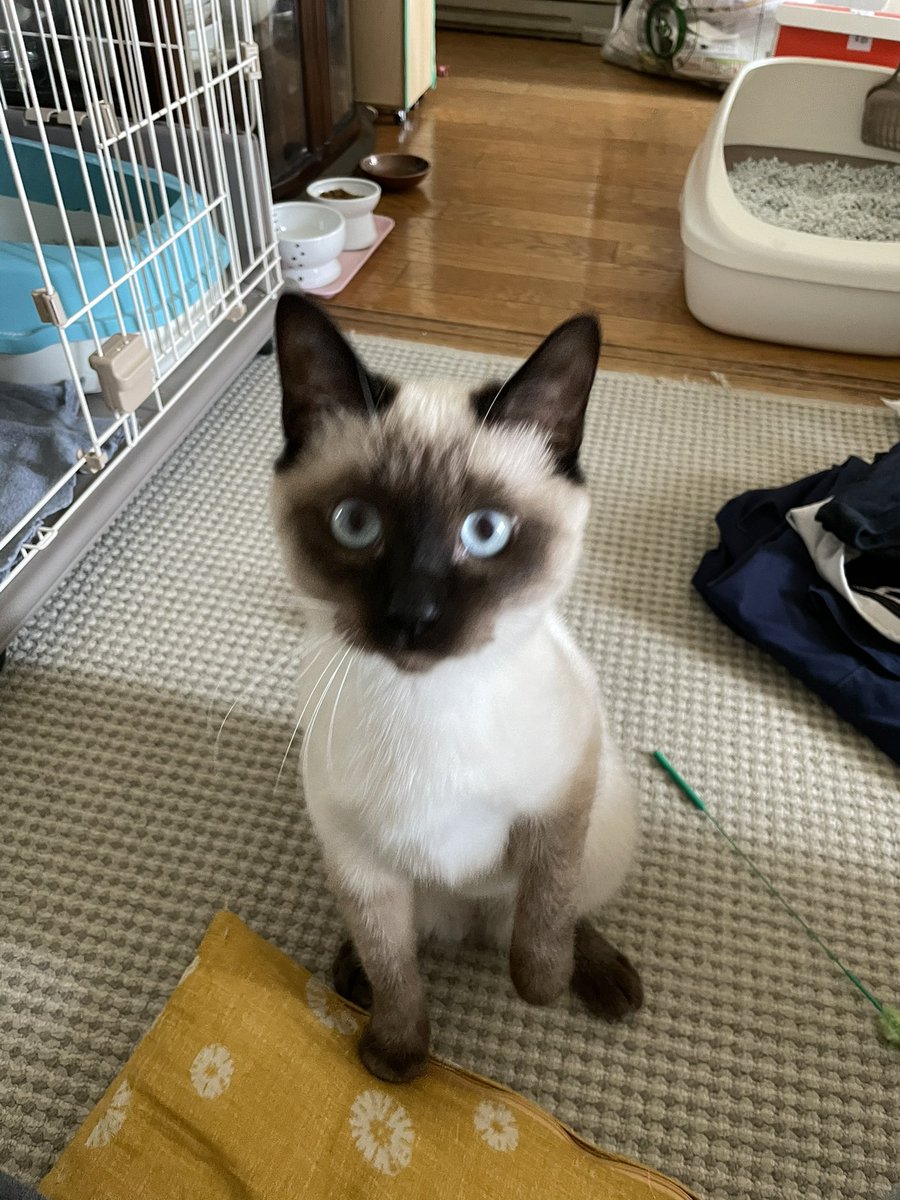 あっㄘゃん tweet media