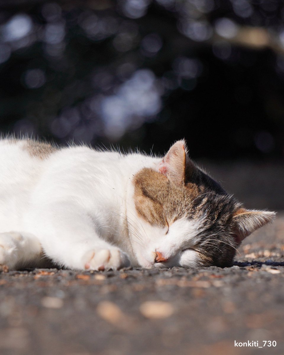 Post by こんきち (猫写真) on X: ちょっとお昼寝