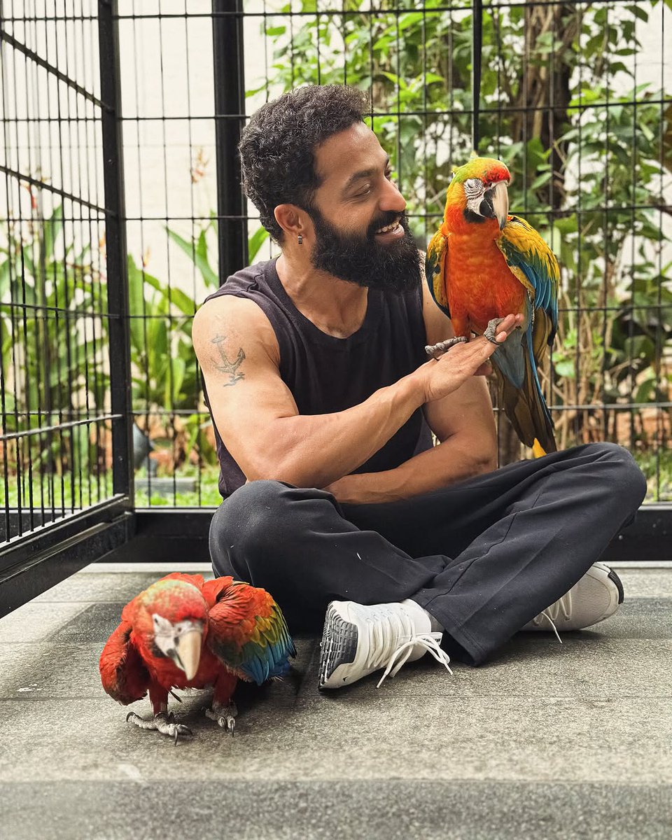 GulteOfficial's tweet photo. #JrNTR :

“Introducing my birdies Asahi (朝日) &amp; Yuuhi (夕日)...

Reflecting my love for Japan 🇯🇵.” https://t.co/rFLbkLCbVD