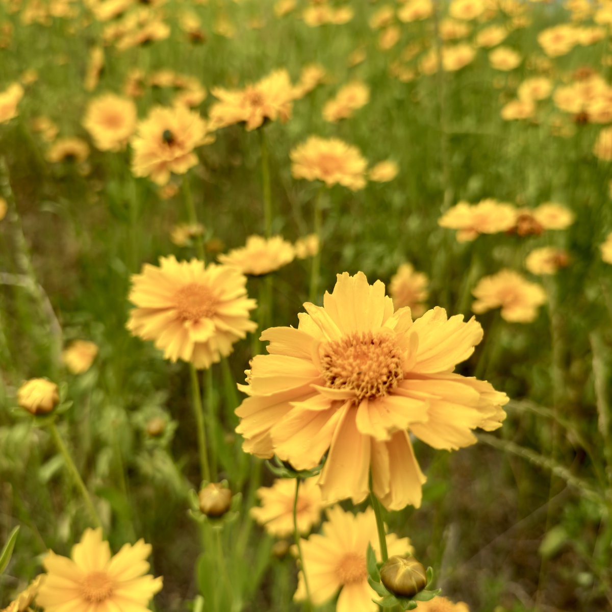 Coreopsis lanceolata / オオキンケイギク（大金鶏菊）
