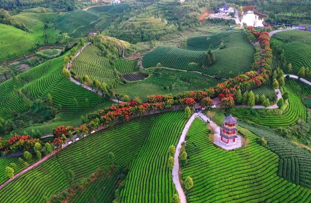 InZunyi's tweet photo. 🌳Green is the new luxury! Zunyi's Fenggang county is rewriting the travel playbook by blending tea gardens with eco-tourism.

It's no longer just about sightseeing – it's about tasting the good life and finding your inner peace. https://t.co/0BQA1j001R