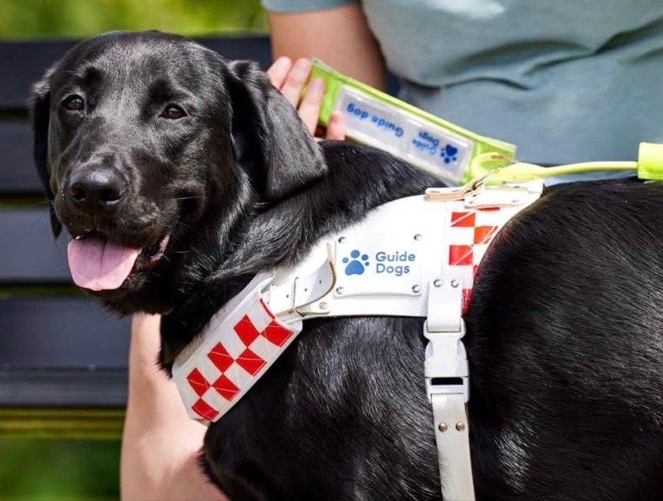 chorleyguidedog's tweet photo. Did you know that a guide dog wearing a red and white checkered harness indicates that the guide dog owner has dual sensory loss, meaning they are both visually and hearing impaired.

#Chorley #GuideDogsUK #GuideDogs #GuideDogsForTheBlind https://t.co/bvzWWKBmRA