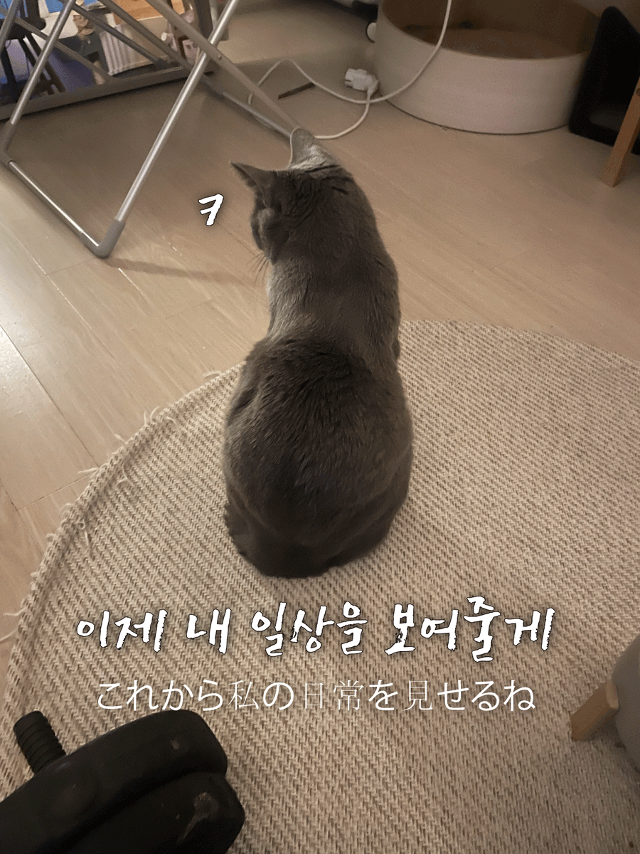 catstory0630's tweet photo. 안녕하세요. 사진 속의 러시안블루 '먹지' 입니다. 제 일상을 공유해요~ 1주일에 한개씩 올라갈 예정이구요.
팬아트 형태로 보여드릴께요 ㅋ 부끄러우니까요 :) 

#일러스트 #イラスト #illustration #oc #オリジナル #오리지널 #artwork #캐릭터 https://t.co/L0WwrOBJpQ