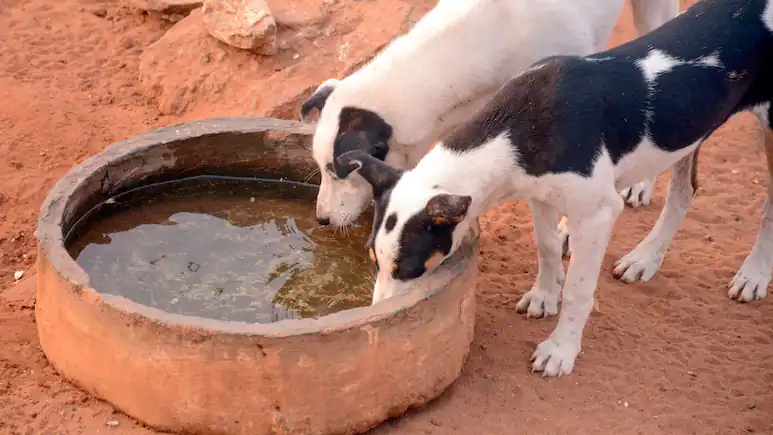 ndtv's tweet photo. 'Keep Stray Dogs In Colleges If You Accept Liability': Top Court To Students' Bodies
https://t.co/pTW6ysVClX https://t.co/LjRhGSPj2o