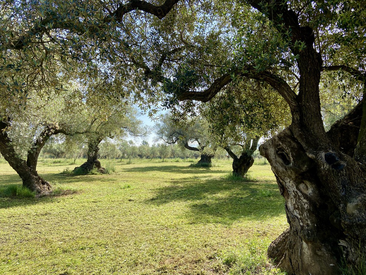 Olis Cuquello #EVOO tweet media