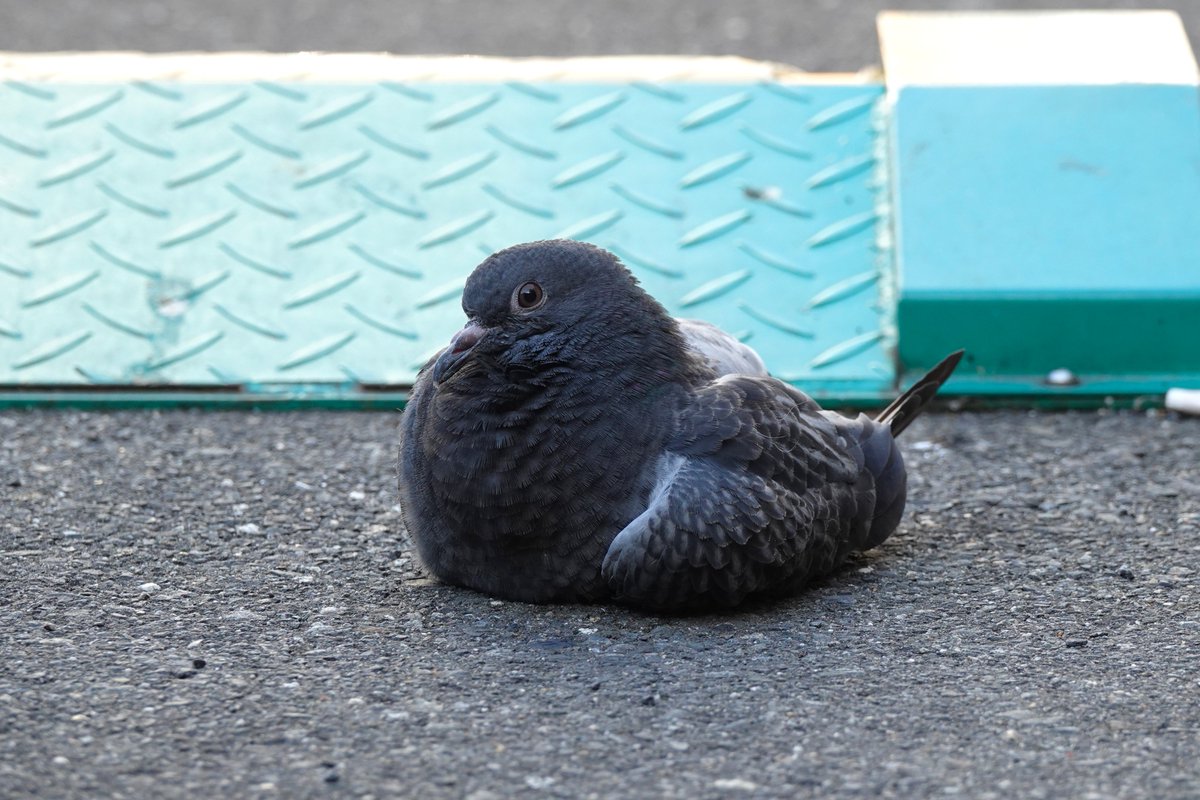 恋々 tweet media