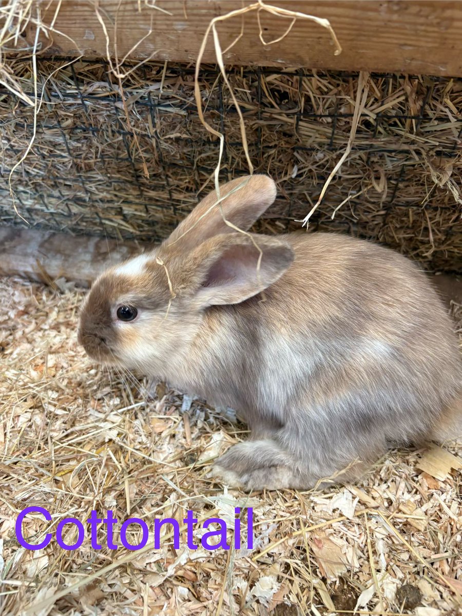 Large_Cal's tweet photo. @CottontailVA got a new rabbit at work with your name :) https://t.co/51ycYBTLkY
