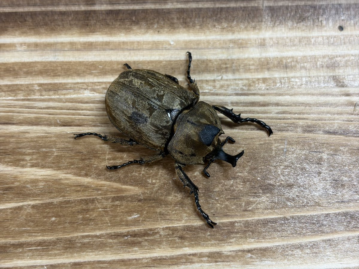 INSECT JOKER official インセクト ジョーカー tweet media