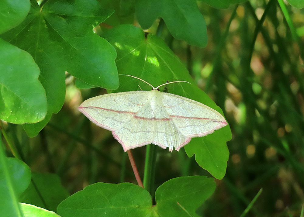 boerinhendrika's tweet photo. Een #lieveling, een dagactieve #nachtvlinder, een #spanner
#nachtvlinders #insecten #insectenopdeboerderij
#boerennatuur💚
#gangbare_landbouw🍀 https://t.co/PZc2IW28Fy