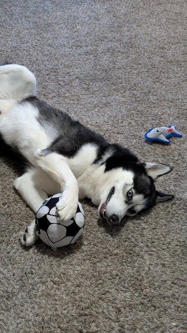 Pets Safety tweet media