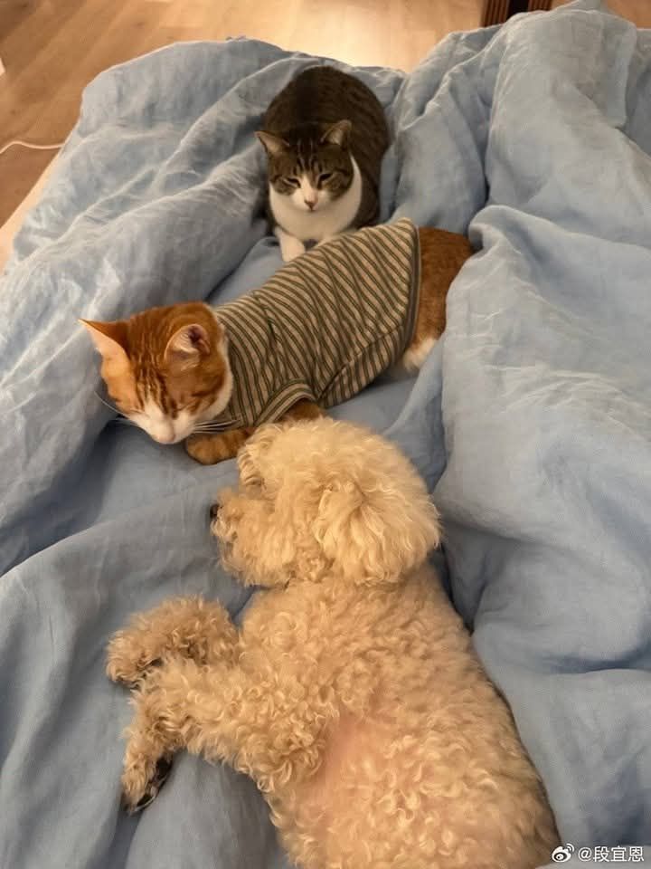 witherdrift's tweet photo. Early morning situation where i am not allowed to move. Might as well skip work today since everyone demand my cuddle. https://t.co/2j3BsOLNwd