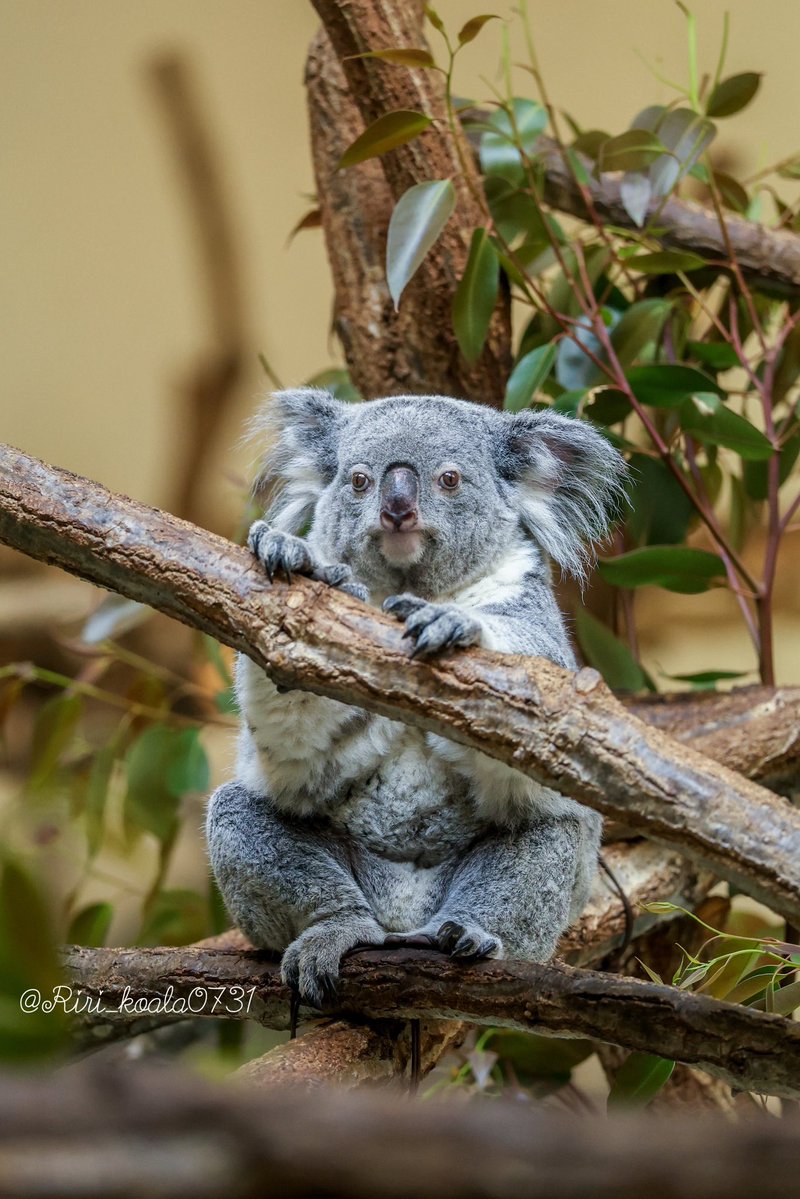 きらら🐨✨️ 📷2026.05 #きらら #コアラ #多摩動物公園