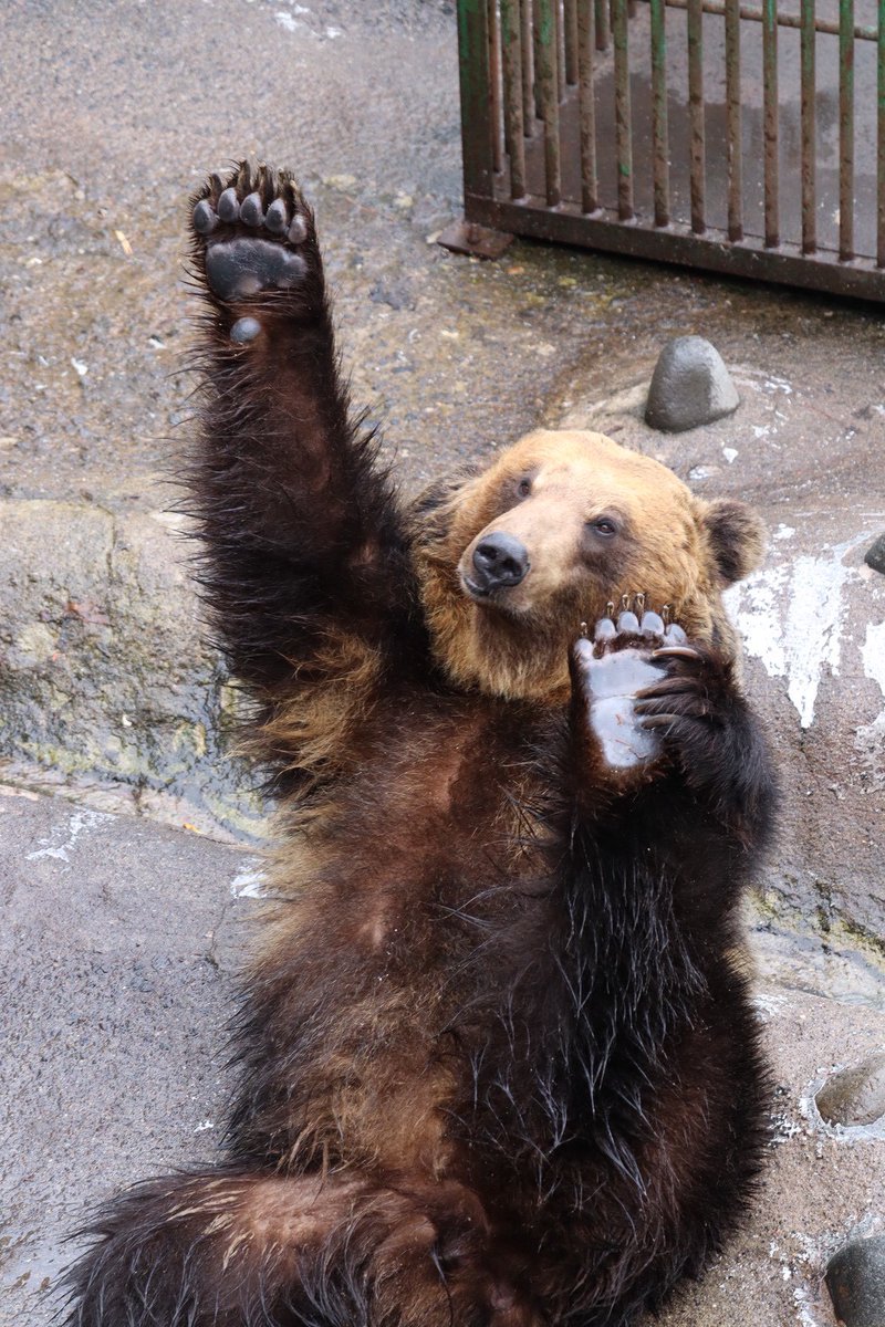 のぼりべつクマ牧場 公式 tweet media