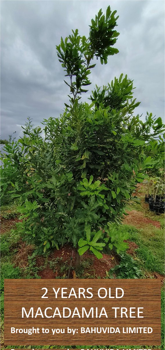 BahuvidaGroup's tweet photo. 🇮🇳 We're Building India’s #Macadamia Revolution 🌱

Our Mission is clear — to make India a Global Destination for Macadamia Cultivation and processing while Creating sustainable #Wealth Opportunities for #Farmers, Landowners &amp; #Agribusiness #Investors.

#Bahuvida #MacadamEstate https://t.co/OHpkOHcVir