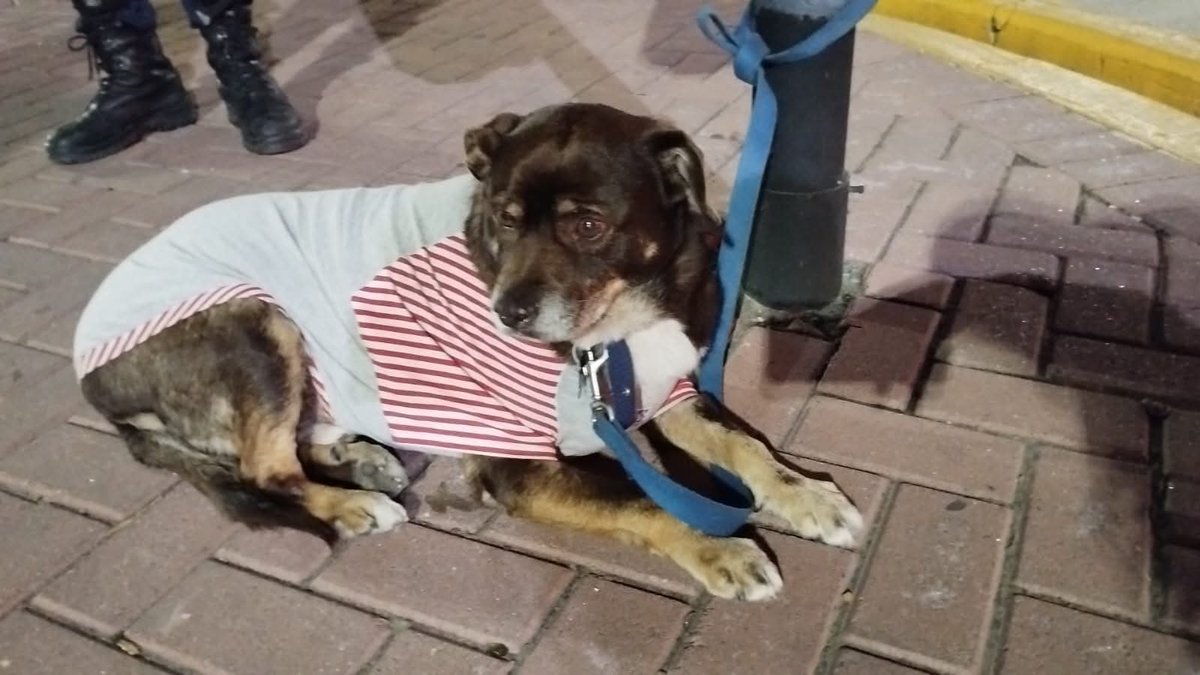 Fundación De Gatitos tweet media