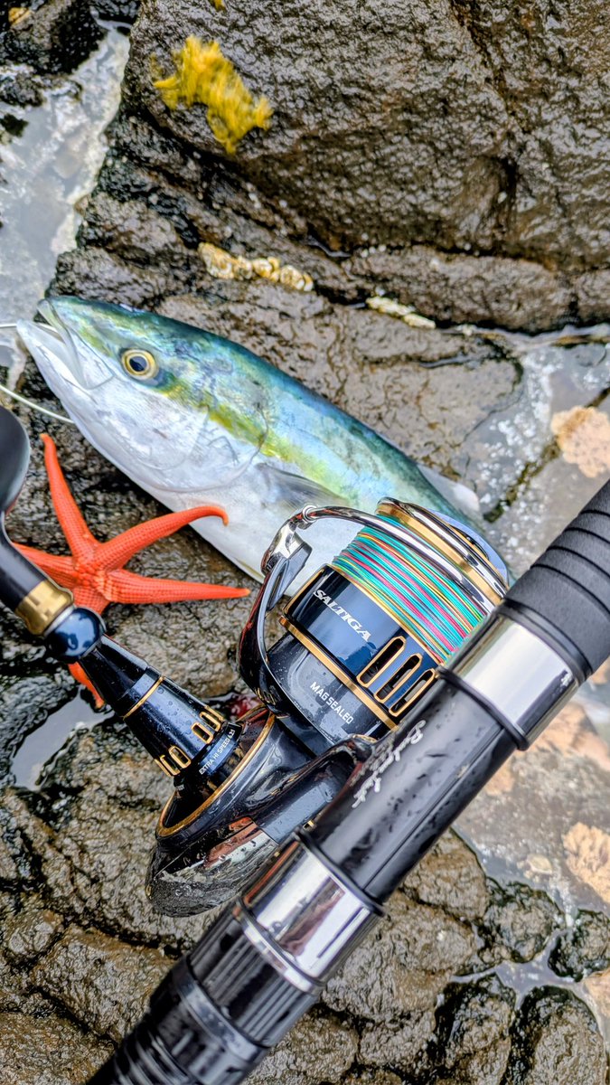 k__fish__'s tweet photo. ヒトデの方が引き強かった⭐️ https://t.co/5lA4Gmy2zT