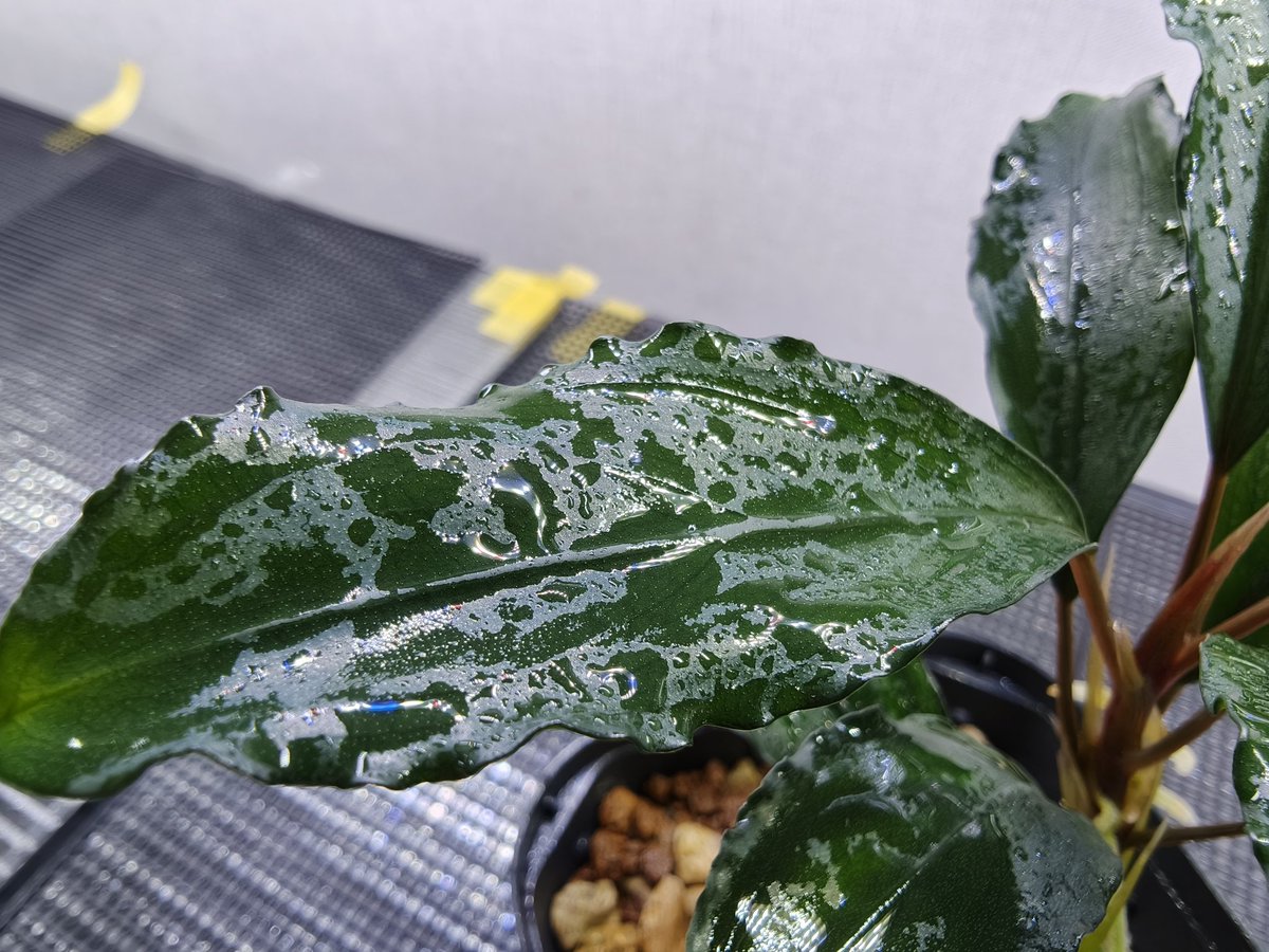 キボーデコ (@kiboudeko) / Posts / X