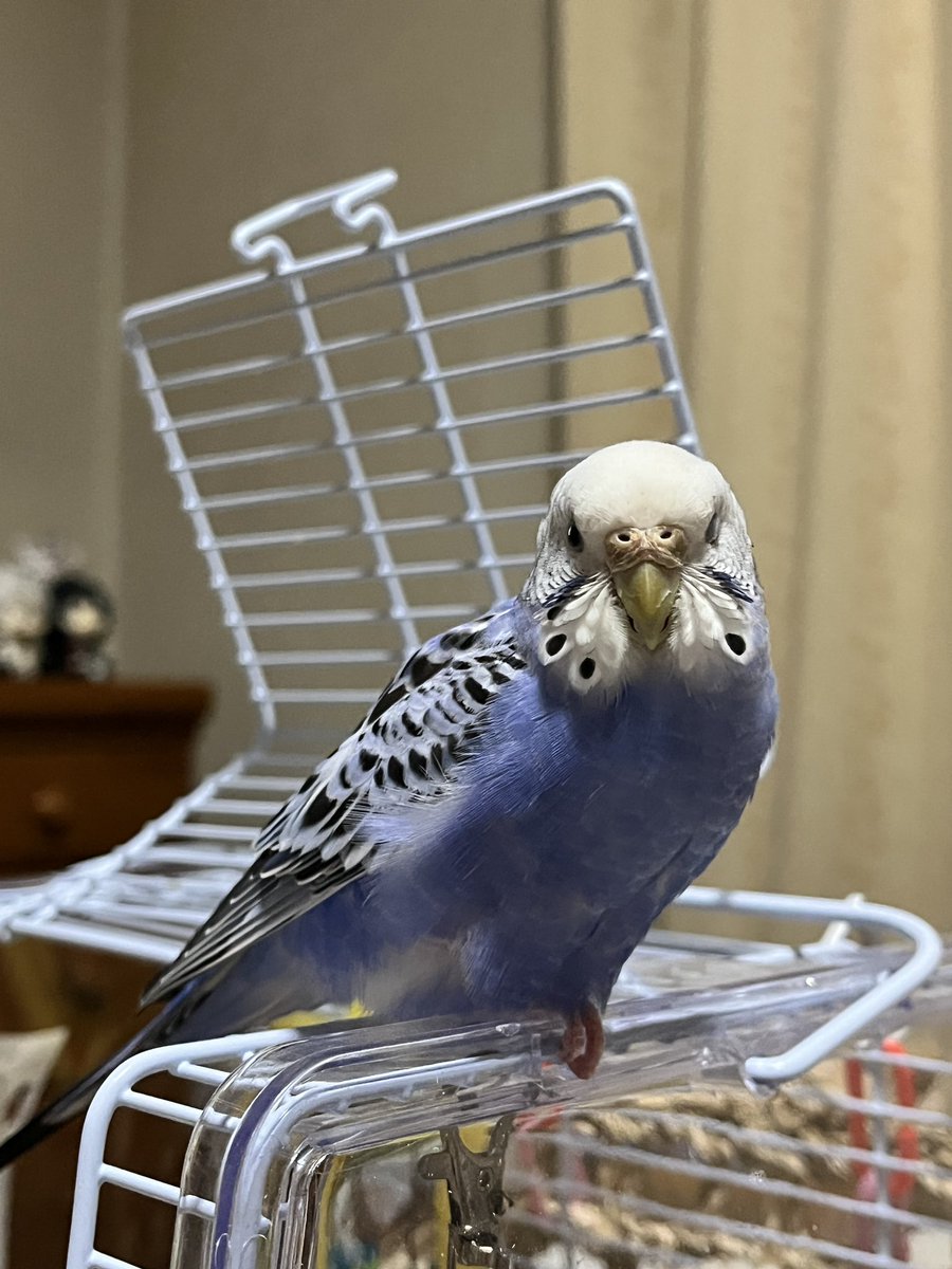 Dominique(ドミニク又はドミ肉) tweet media
